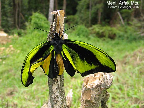 Ornithoptera goliath supremus 2024 REAL framed butterfly green gold birdwing Papua